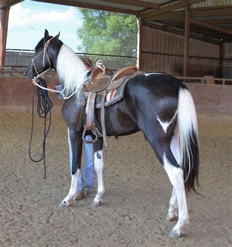 2013 Gorgeous Black And White Arabian Cross Stallion Offered For Sale At