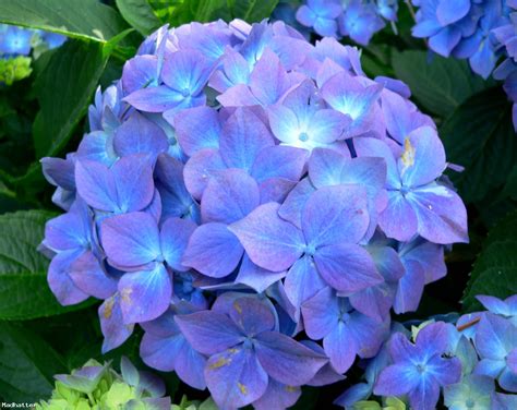 *20* Nikko Blue Hydrangea Seeds | Endless summer hydrangea, Hydrangea flower, Hydrangea macrophylla