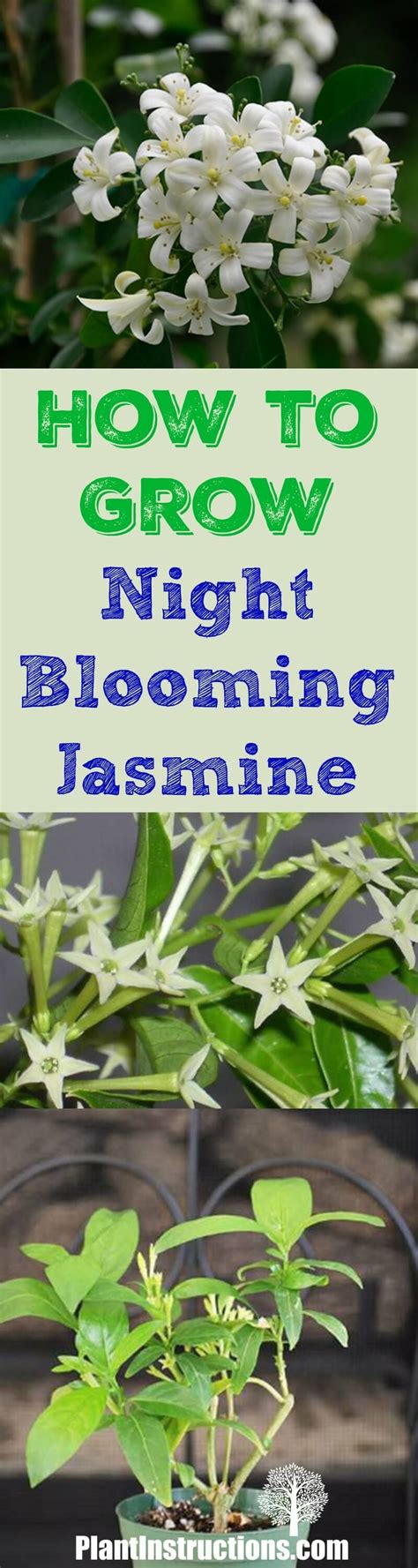 How To Grow Night Blooming Jasmine Jasmine Plant Night Blooming