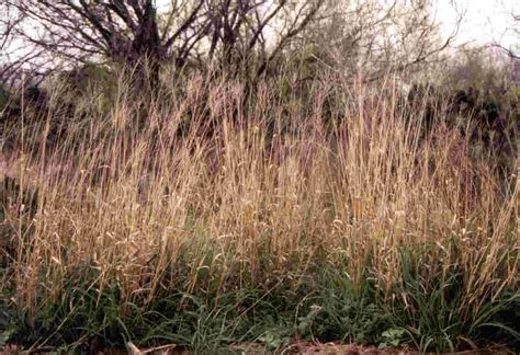 It grows wild in central and south texas. Grazing Management