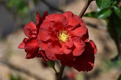 Double Take Scarlet Flowering Quince Chaenomeles Speciosa Double Take