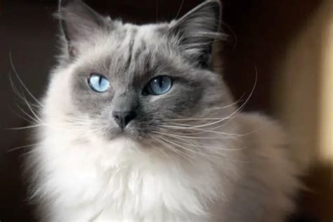 Ragdoll Cat Breed Information And Personality