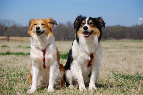 Welsh Sheepdog Alchetron The Free Social Encyclopedia