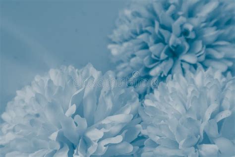 Beautiful Abstract Color Purple And Blue Flowers On White Background