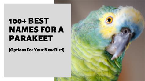 100 Best Names For A Parakeet Options For Your New Bird Parakeet