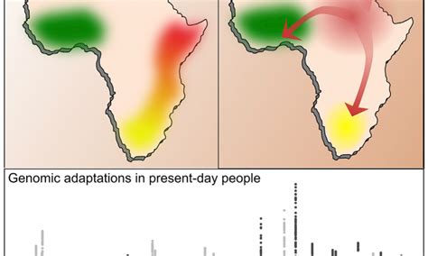 Ancient Human Dna In Sub Saharan Africa Lifts Veil On Prehistory In