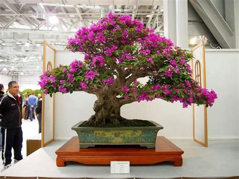 The Most Beautiful And Unique Bonsai Trees In The World Bonsai Tree