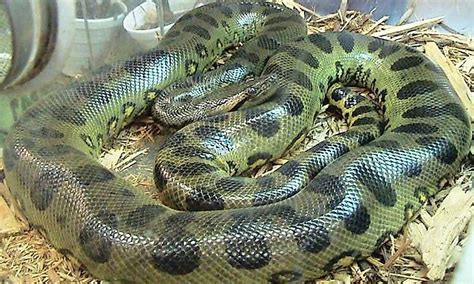 The Four Species Of Anacondas Worldatlas