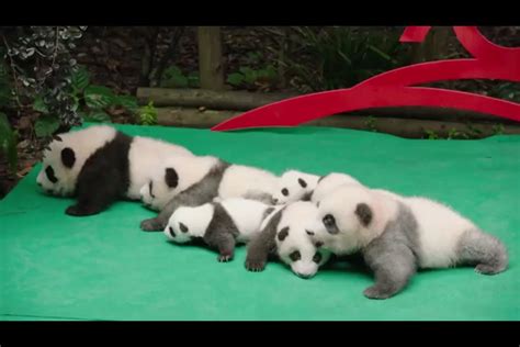 Panda Cubs Join Chinas Anniversary Celebrations