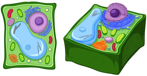 Plant Cell Vector Art Icons And Graphics For Free Download