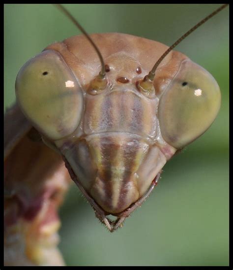 Mantis Face Praying Mantis Animals Creepy Crawlies