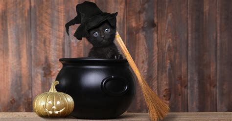 Halloween Black Cats
