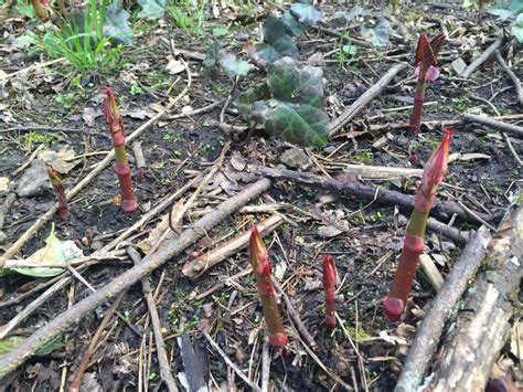 🏡 Identifying Japanese Knotweed Characteristics A Definitive Guide