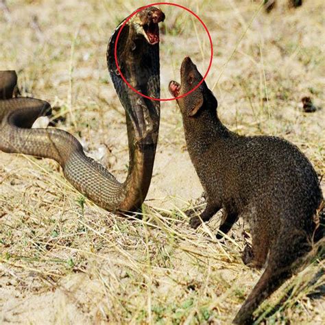 Mongoose Fighting King Cobra
