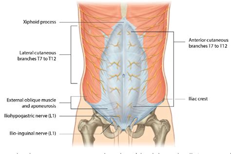 figure 9 from anatomy of abdominal anterior cutaneous intercostal nerves with respect to the