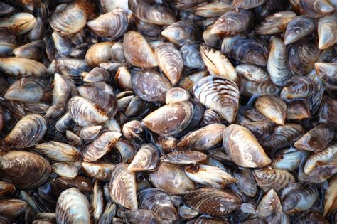 Zebra Mussels What They Are What They Eat And How They Spread