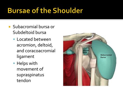 Ppt Shoulder Joint Glenohumeral Joint Powerpoint Presentation Id