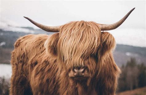 Schottland Fotospots Titelbild Hochlandrind Scottish Highland Cow