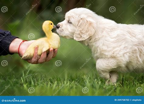 Golden Retriever Puppy With Duckling Outdoors Stock Photo Image Of