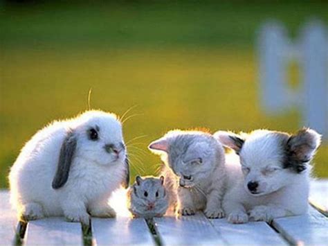 Animal Friends With Images Cute Animals Animals Friendship Cute