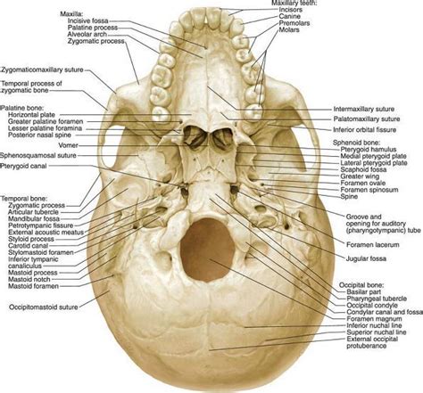 Base Of The Skull Frontal Bone Ethmoid Sphenoid Petrous Portion Of