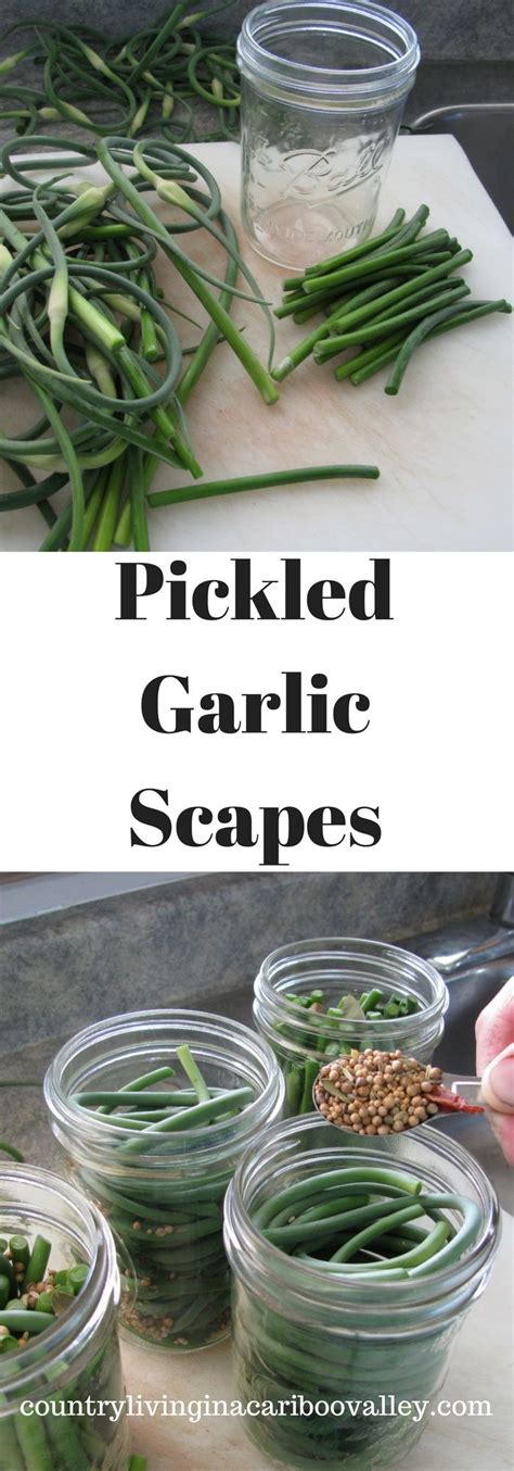 Pickled Garlic Scapes Easy And Delicious Recipe Right Here Pickle
