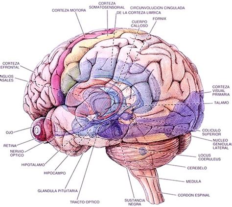 Ciencias De La Salud Anatomia Del Cerebro