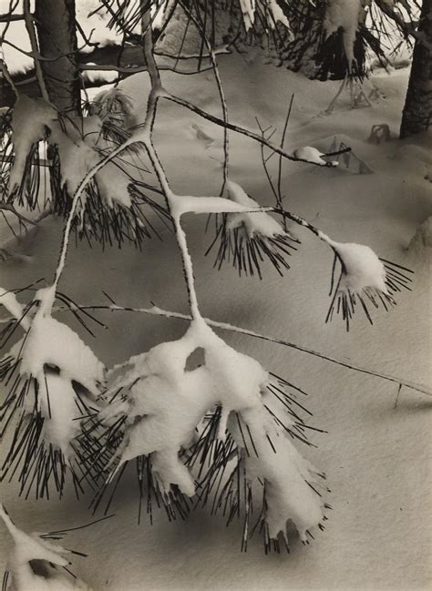 Ansel Adams Branches In Snow Yosemite Ca 1932