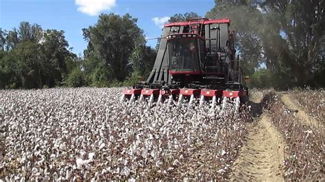 Cotton Harvest Begins In Jackson County Youtube