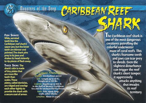 Image Caribbean Reef Shark Front Wierd Nwild Creatures Wiki Fandom Powered By Wikia