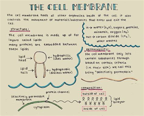 Cell Membrane Structure And Function A Level Information Zoo Animals