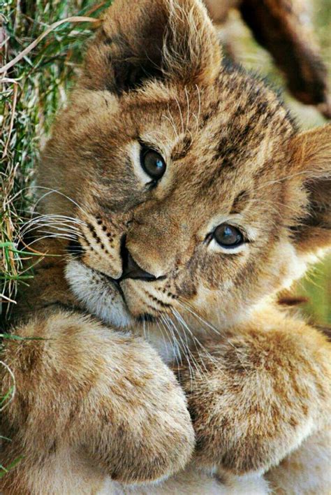 52 Cute Pictures Lion Great Concept