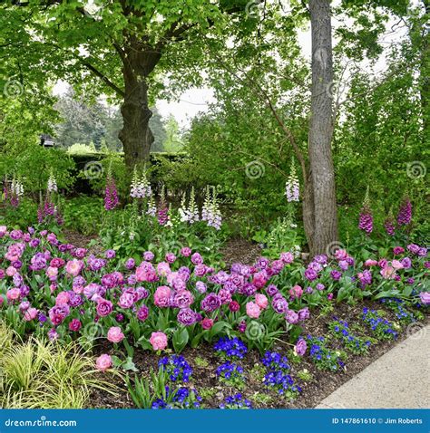 Morton Arboretum Flower Garden 1 Stock Photo Image Of Redbud Spring