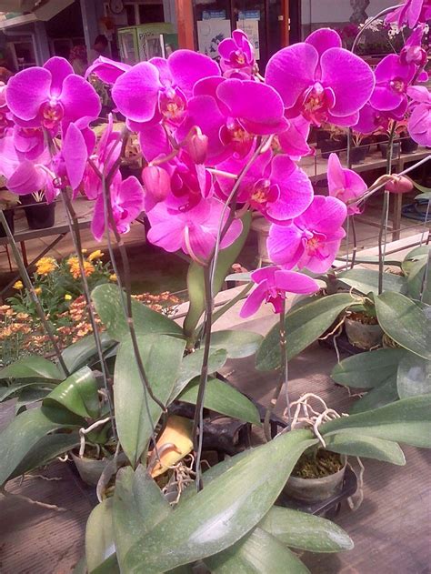 10 Bunga Anggrek Indonesia