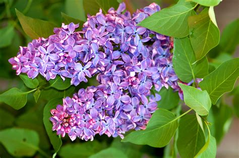 How To Grow And Care For Lilac Bushes Lilac Bushes Fragrant Flowers