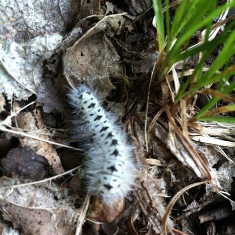 Hickory Tussock Moth Caterpillar Project Noah