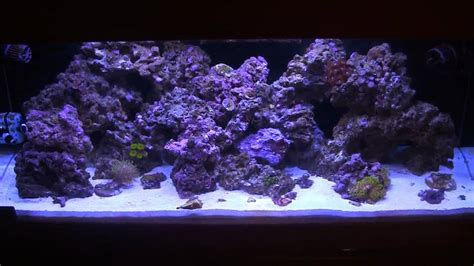 Reef Tank Setup Custom Sump Refugium Pt 2 Youtube