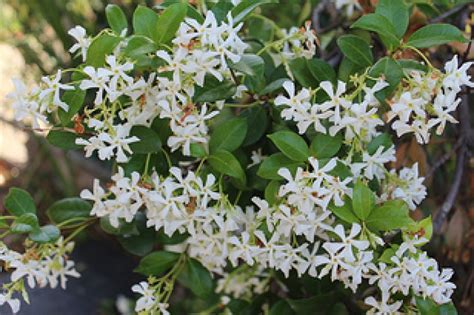 Is star jasmine fast growing? Trachelospermum asiaticum - Japanese Star Jasmine - Plant ...