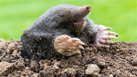 How To Get Rid Of Moles In Your Backyard And Garden