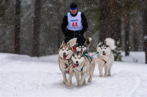Sled Dog Racing Husky Sled Dogs Team Pull A Sled With Dog Musher Stock