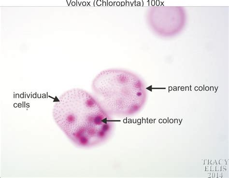 Volvox 100x Dissection Connection