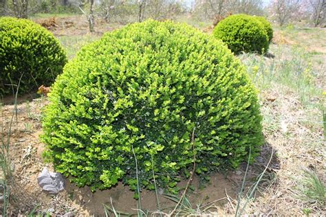 Buxus Microphylla Var Japonica ‘green Beauty Hickory Hollow Nursery