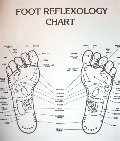 This point on your baby's foot corresponds with the adrenal gland, which releases adrenaline. Free Printable Reflexology Charts | Introduction to ...