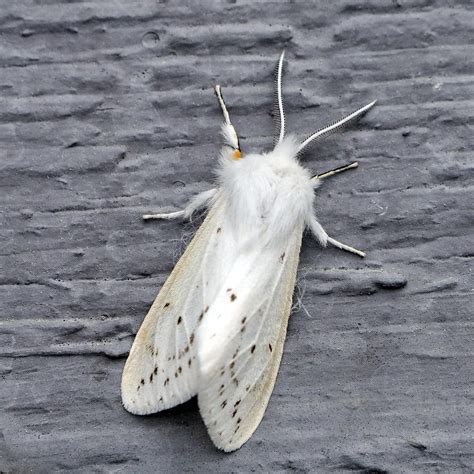 Agreeable Tiger Moth (Spilosoma congrua) | The agreeable tig… | Flickr