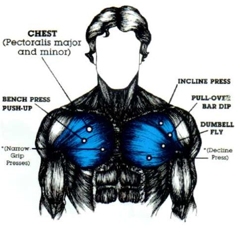 Male Chest Muscles Diagram Chest Muscle Anatomy Diagram Frontal Images The Best Porn Website