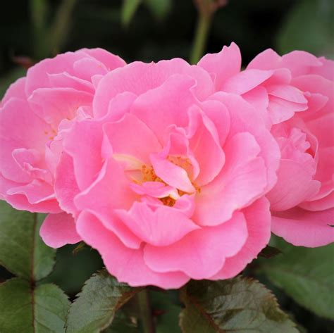 Surrey Uk Potted Rose Colin Gregory Roses Ltd