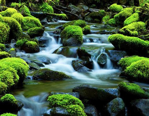 Green Moss Waterfall Photograph By Janet Chung