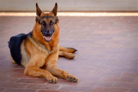 30 Of The Best Guard Dog Breeds