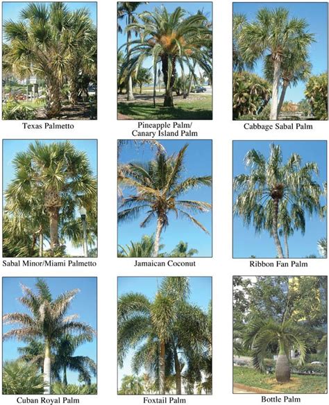Sabal Palm Tree Facts Shizue Dugas