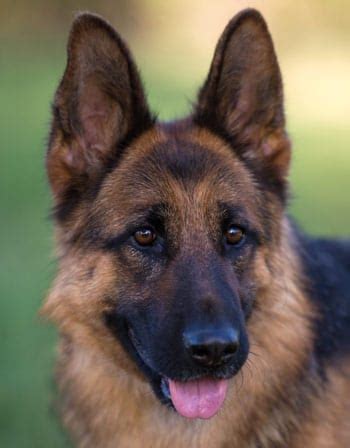 Our akc registered german shepherds and german shepherd puppies are from german import, show line working dogs. German Shepherd Puppies For Sale In Northern California ...